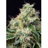 Killer Kush F1 Fast Version
